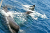 Whale and Dolphin Watching - Gems of St. Lucia